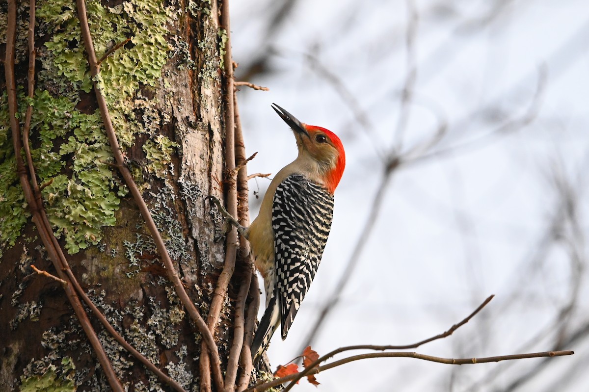 Red-bellied Woodpecker - ML645083117
