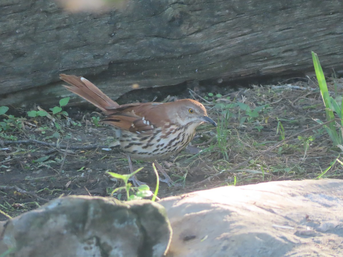 דשוש חום - ML645083118