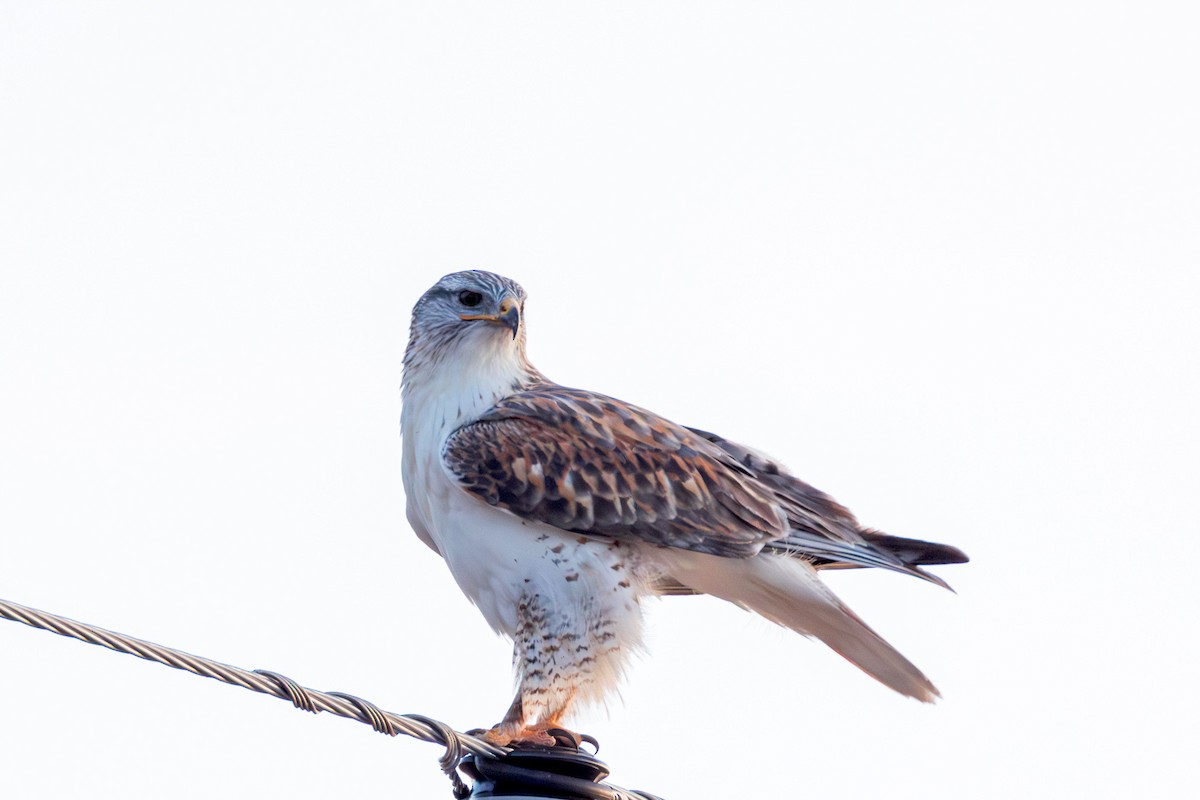 Ferruginous Hawk - ML645083123
