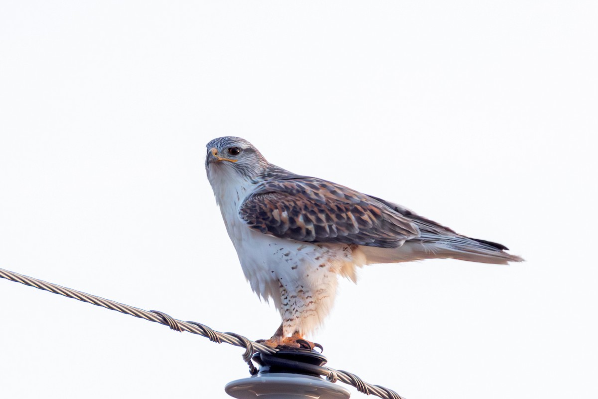 Ferruginous Hawk - ML645083124
