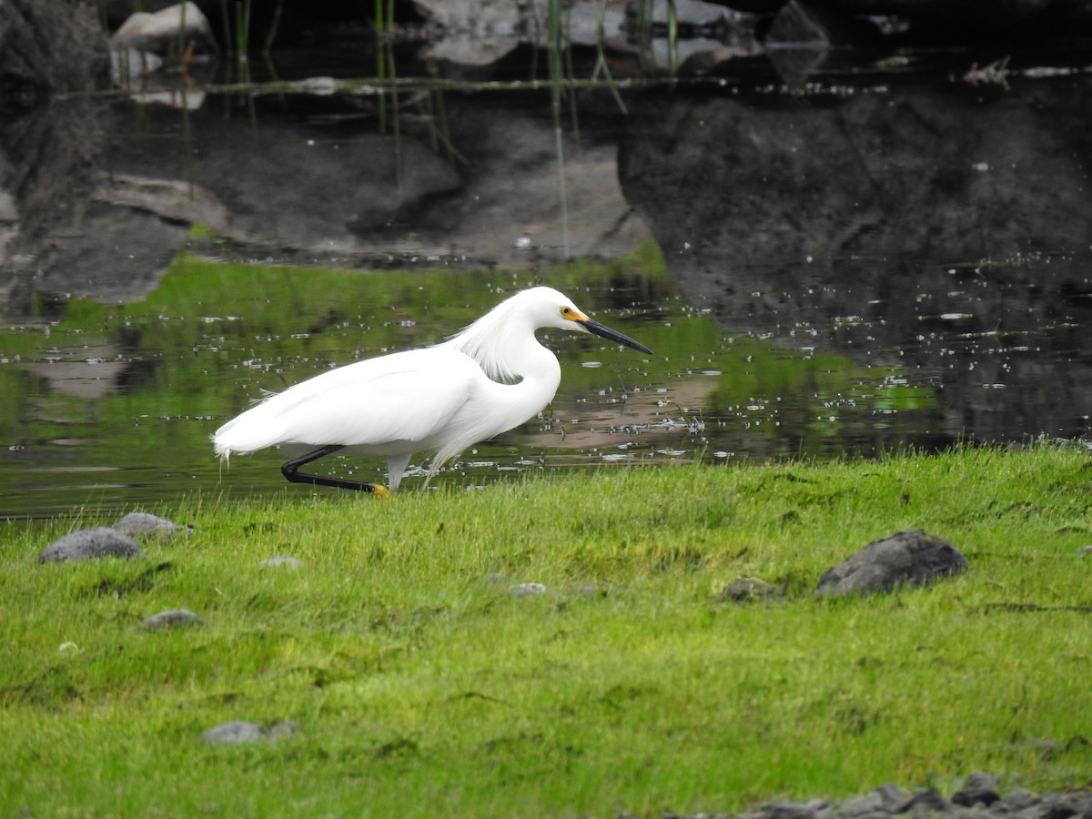 Snowy Egret - ML645083128