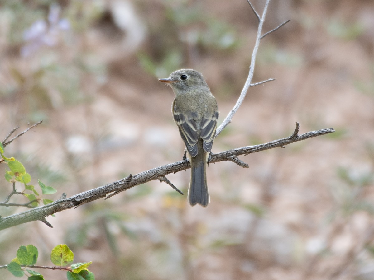 Dusky Flycatcher - ML645083134