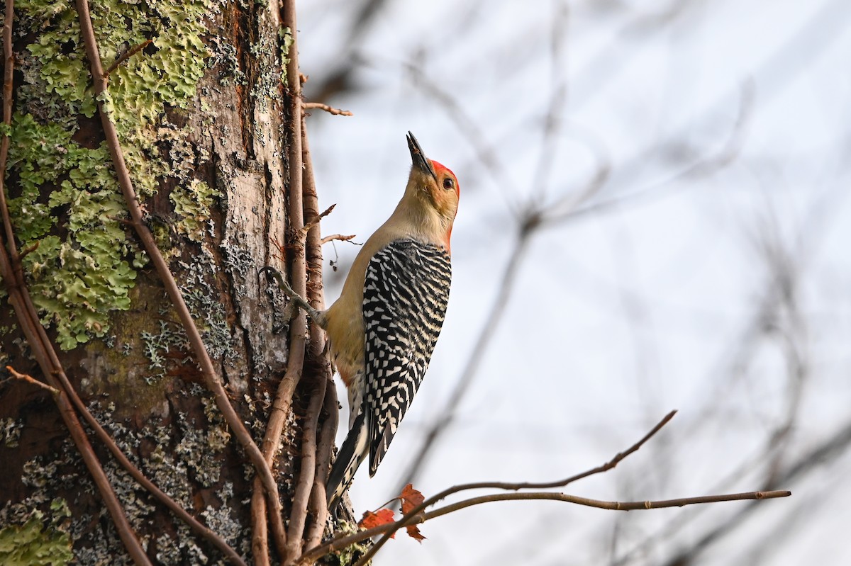 Red-bellied Woodpecker - ML645083137