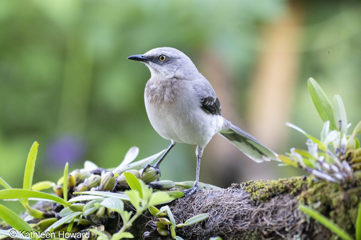 Tropical Mockingbird - ML645083145