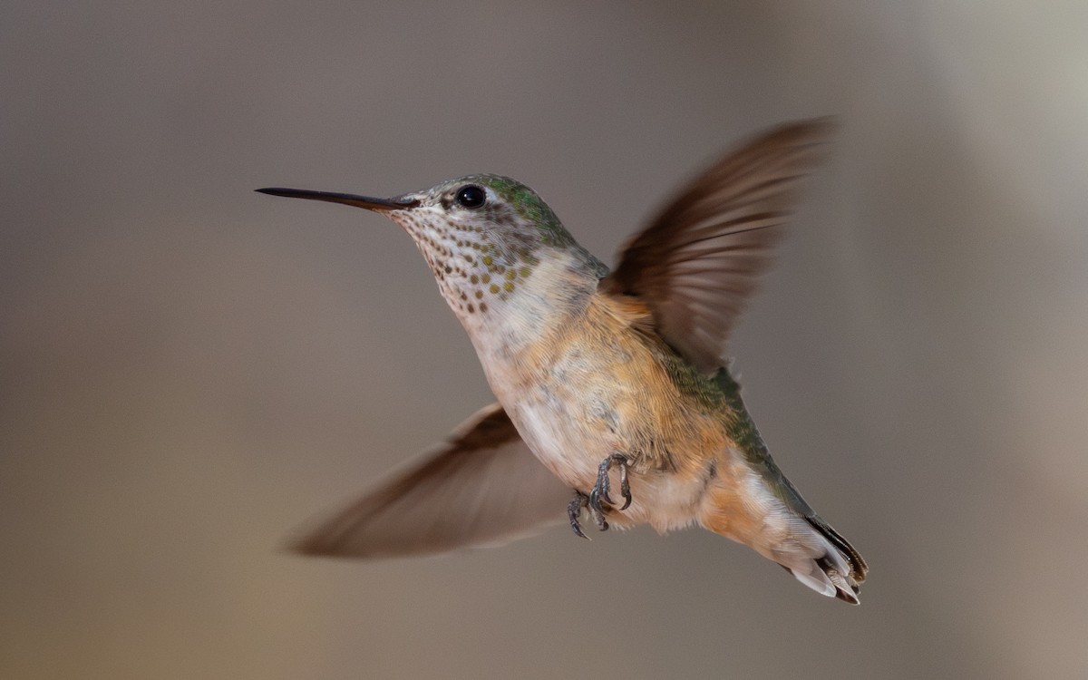 Calliope Hummingbird - ML645083153