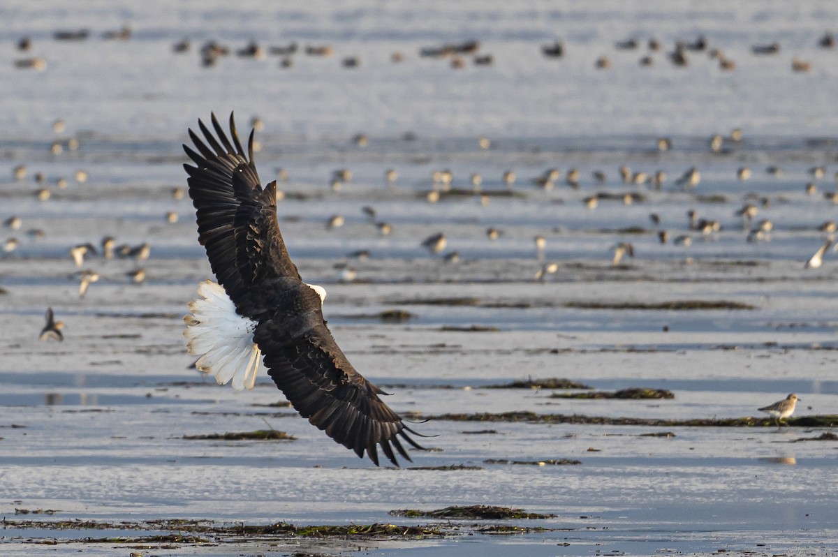 Bald Eagle - ML645083154