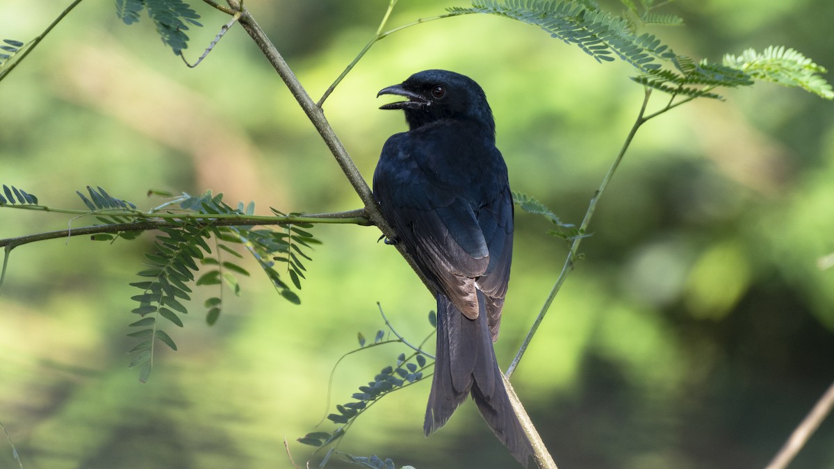 Хар доронго - ML645083155