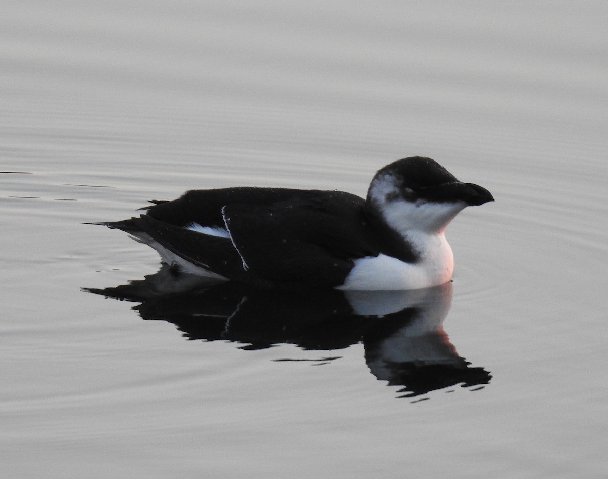 Razorbill - ML645083165
