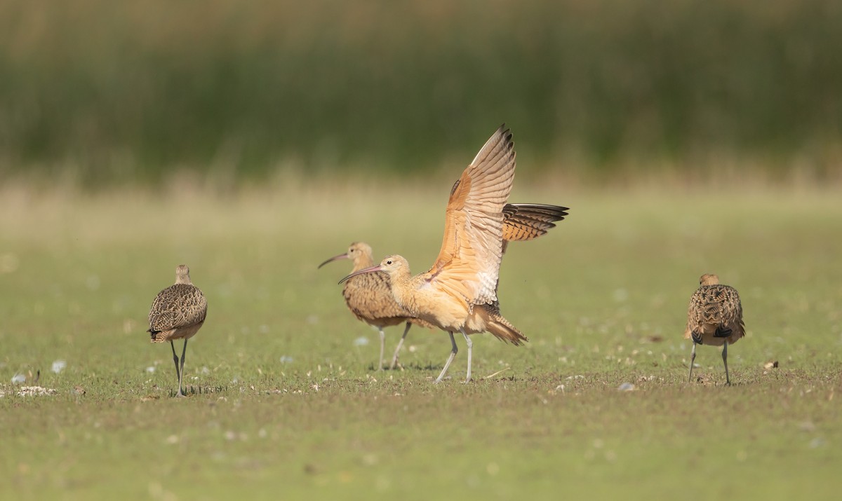 Long-billed Curlew - ML645083170
