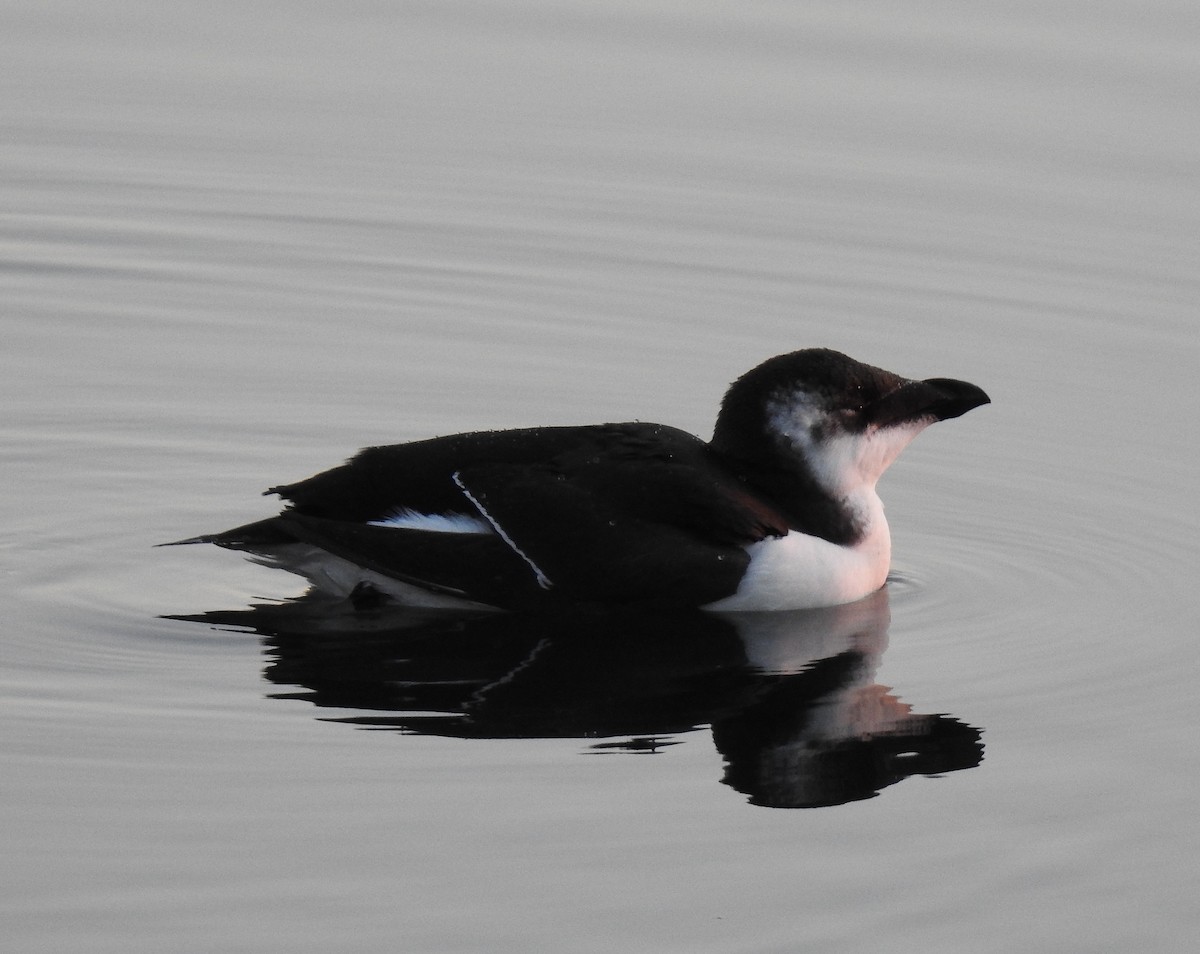 Razorbill - ML645083172