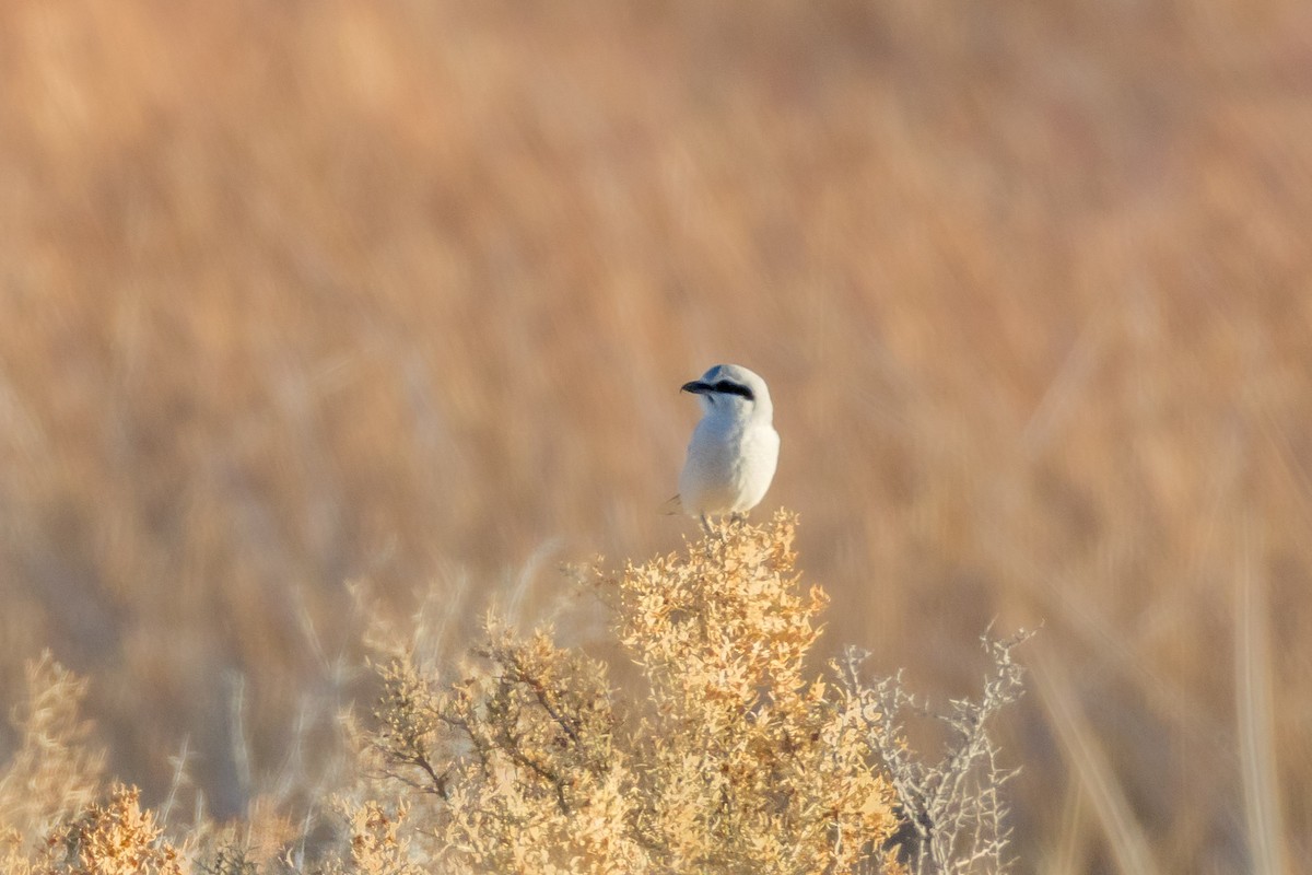 Alcaudón Boreal - ML645083179