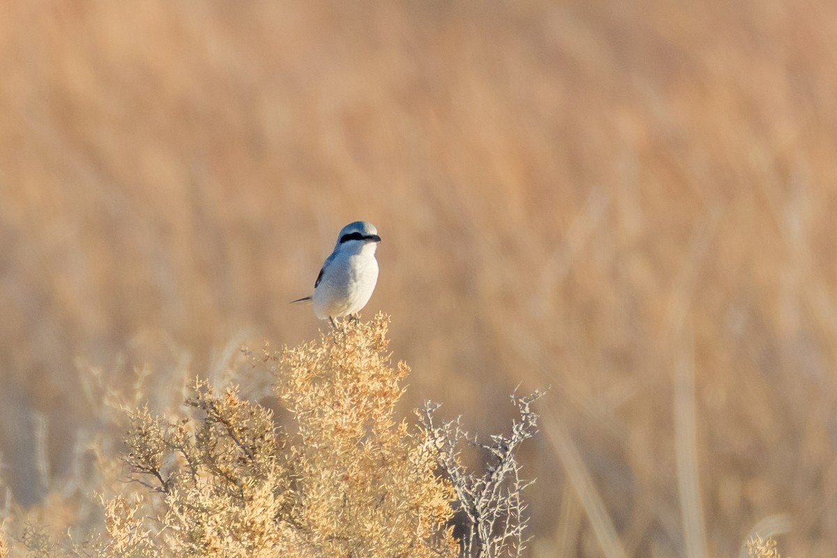 Alcaudón Boreal - ML645083180