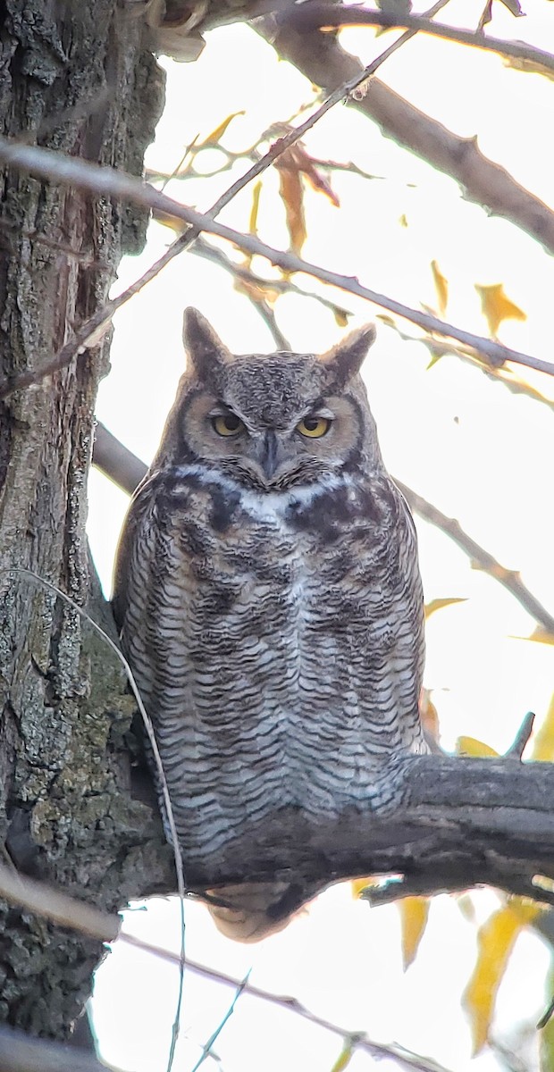 Great Horned Owl - ML645083194