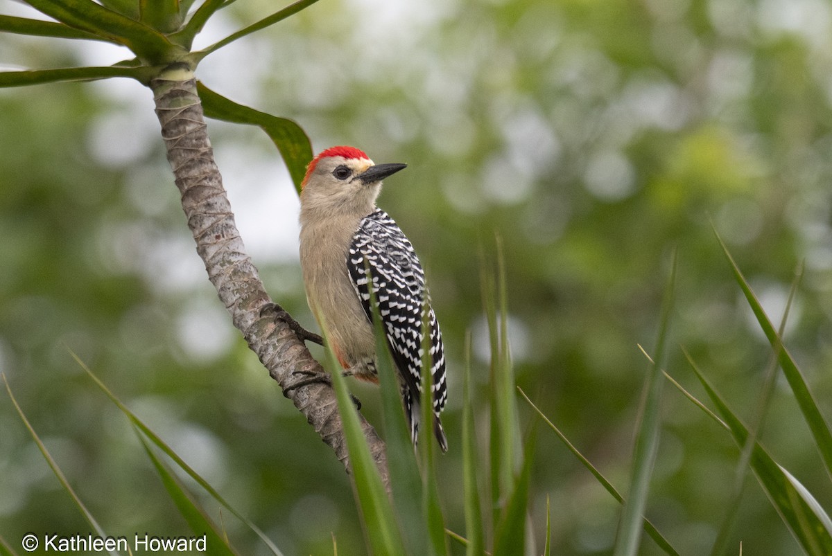 Red-crowned Woodpecker - ML645083200
