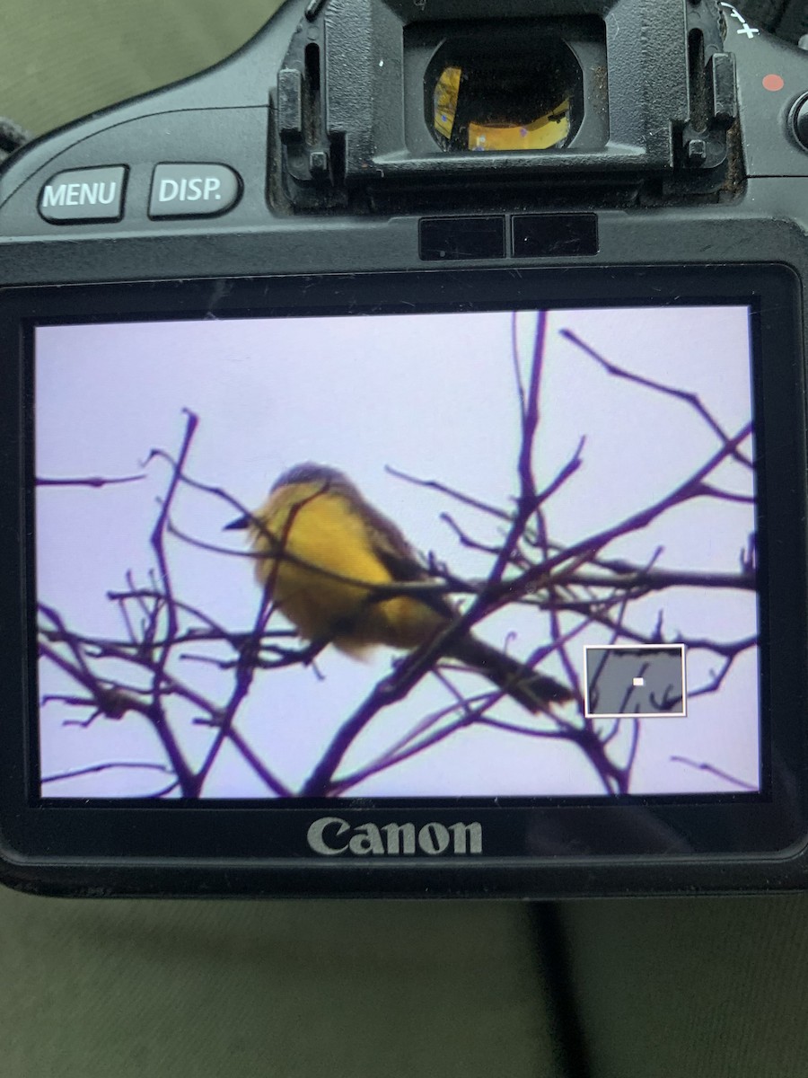 Tropical Kingbird - ML645083203
