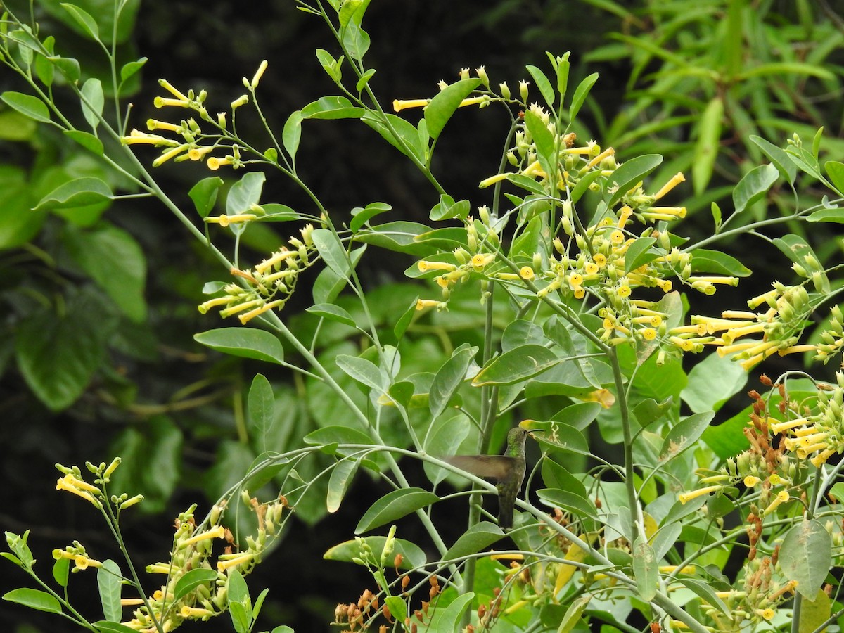 White-bellied Hummingbird - ML645083204