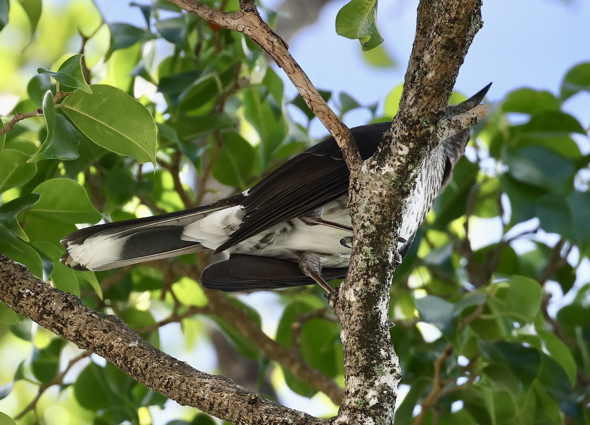 drozdec antilský - ML645083209