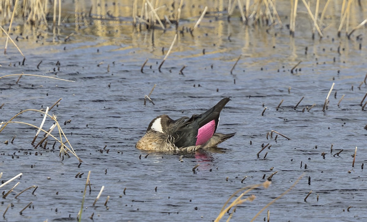 kachna bronzovokřídlá - ML645083221