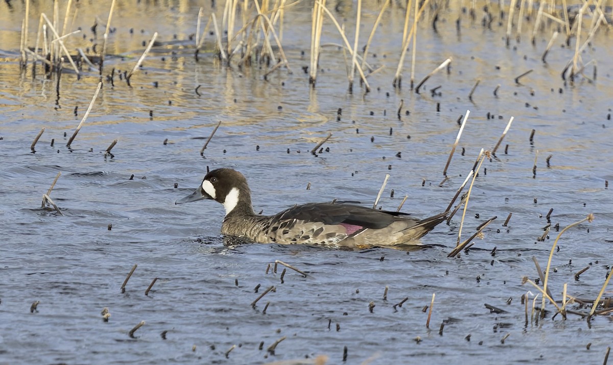 kachna bronzovokřídlá - ML645083222