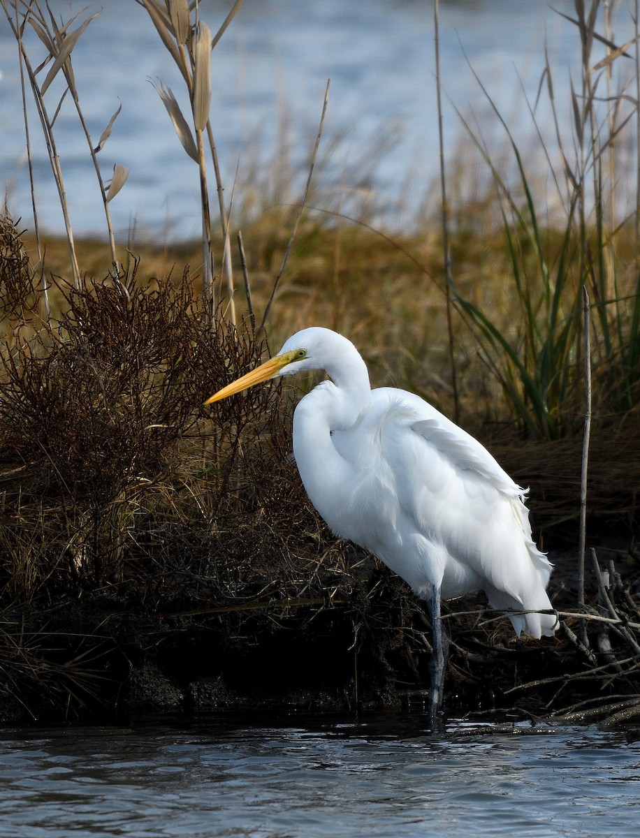 Great Egret - ML645083230