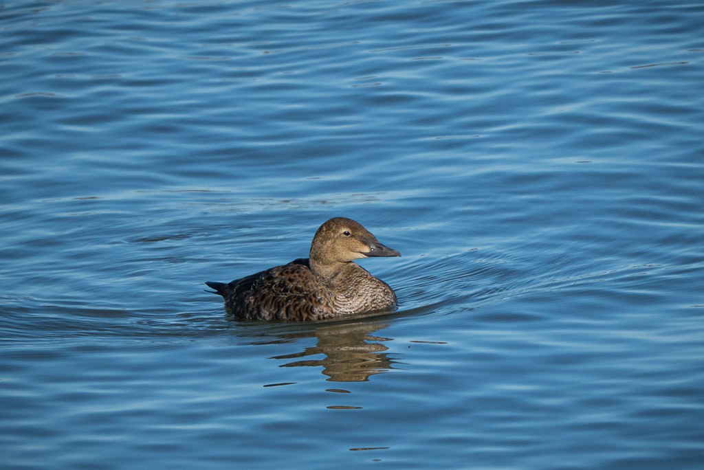 King Eider - ML645083231