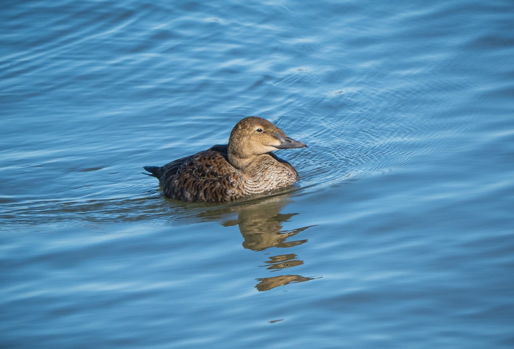 King Eider - ML645083232
