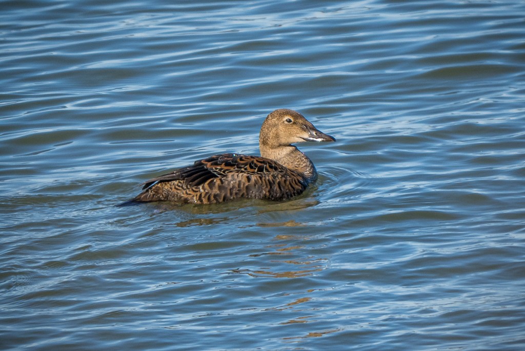 King Eider - ML645083233