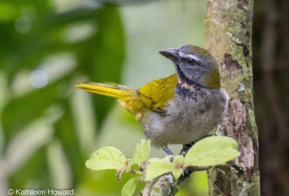 Buff-throated Saltator - ML645083234