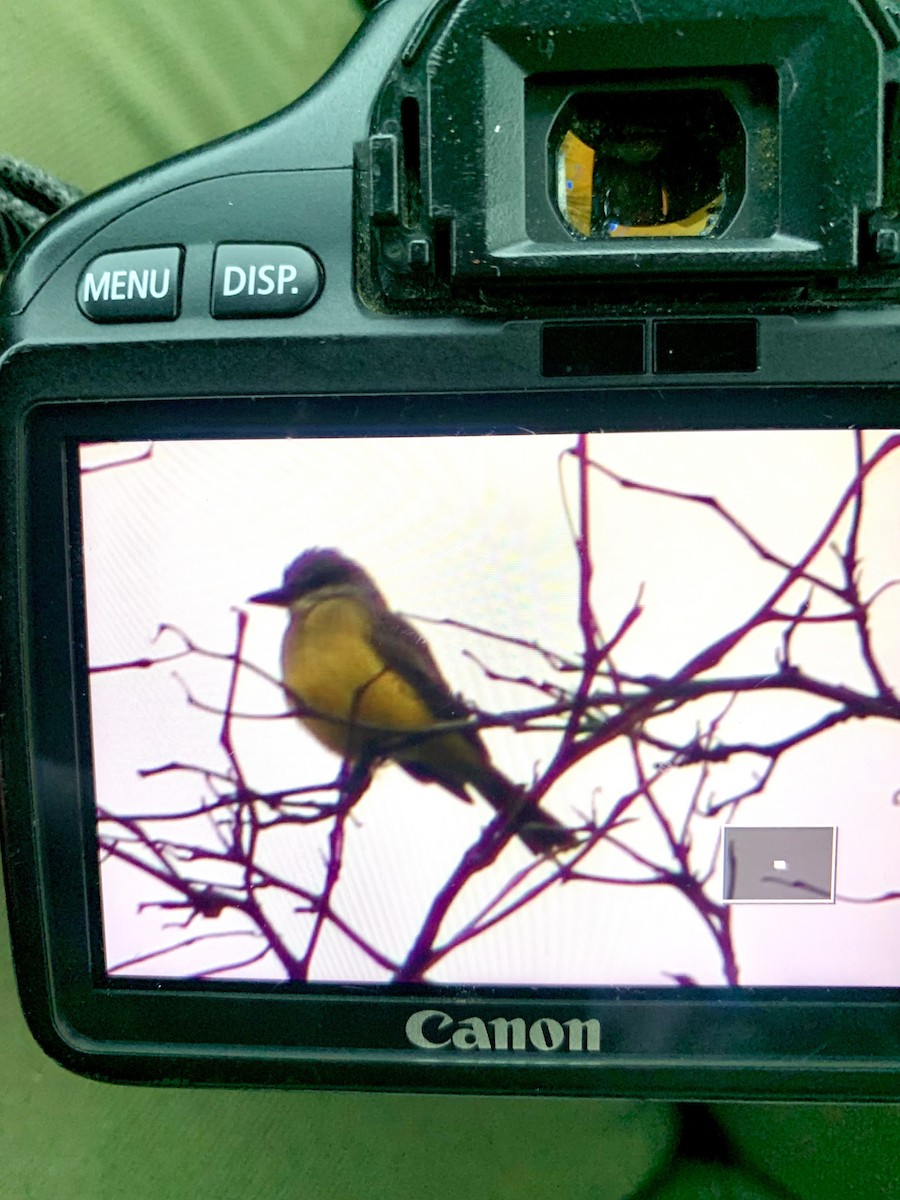 Tropical Kingbird - ML645083239