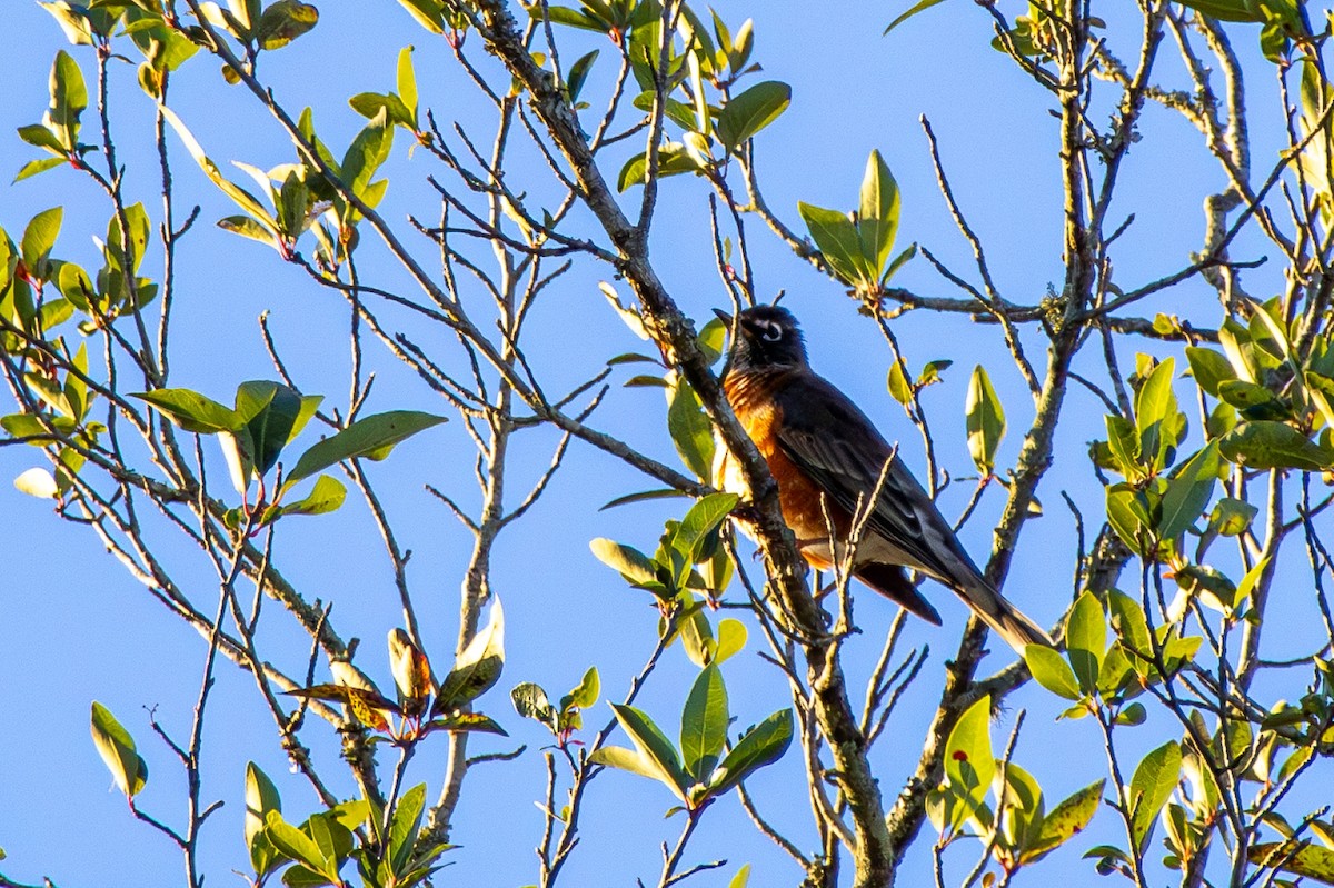 American Robin - ML645083242