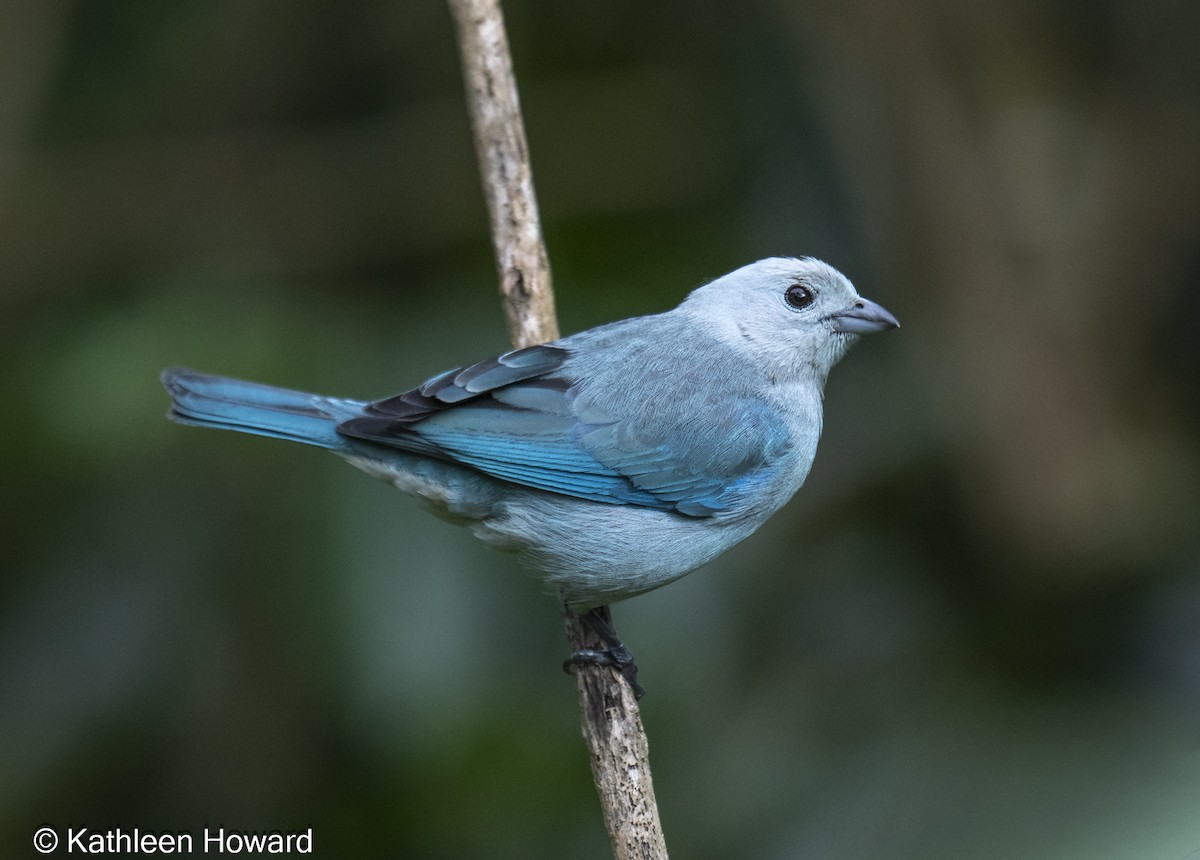 Blue-gray Tanager - ML645083244