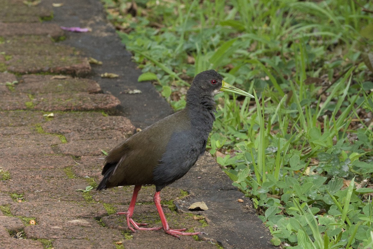 Râle noirâtre - ML645083247