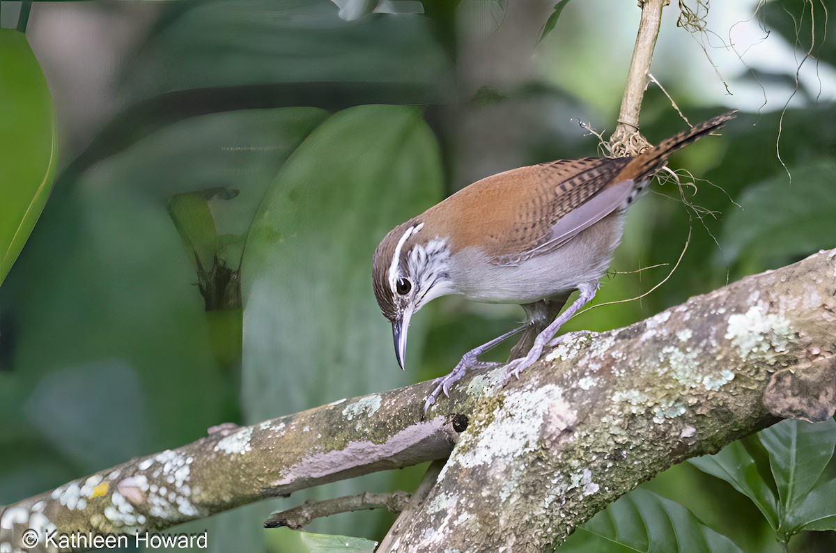 Rufous-and-white Wren - ML645083254
