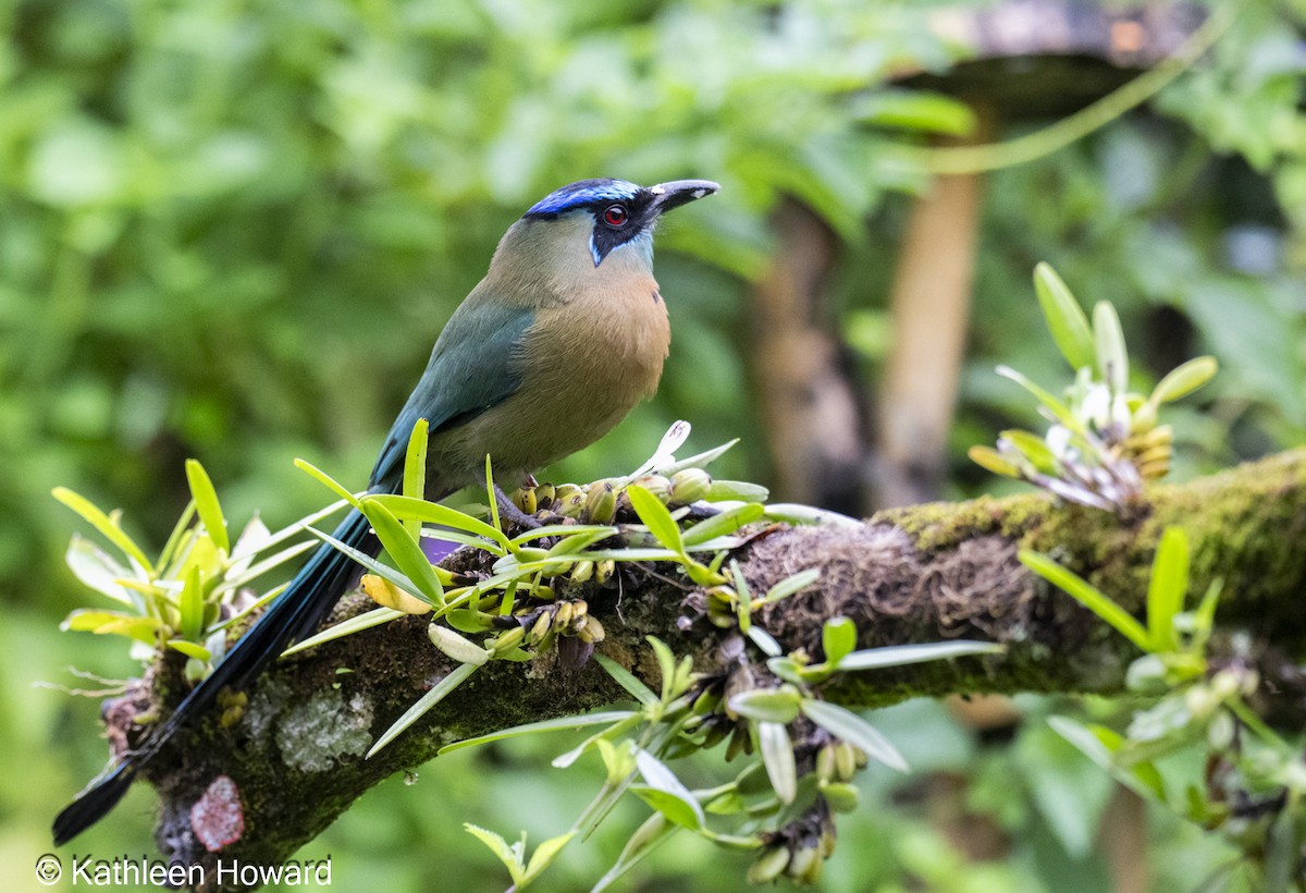 Lesson's Motmot - ML645083290