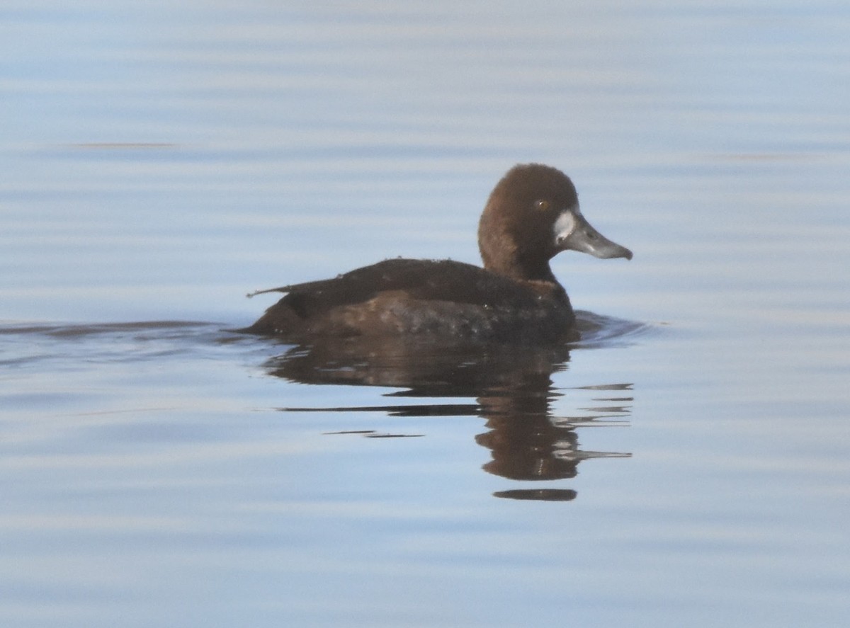 コスズガモ - ML645083301