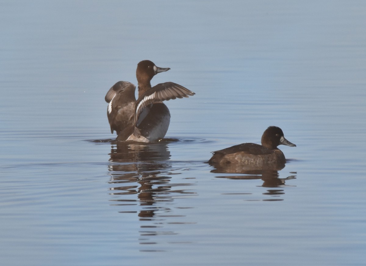 コスズガモ - ML645083302