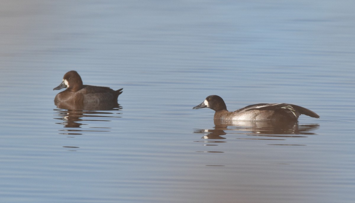 コスズガモ - ML645083303