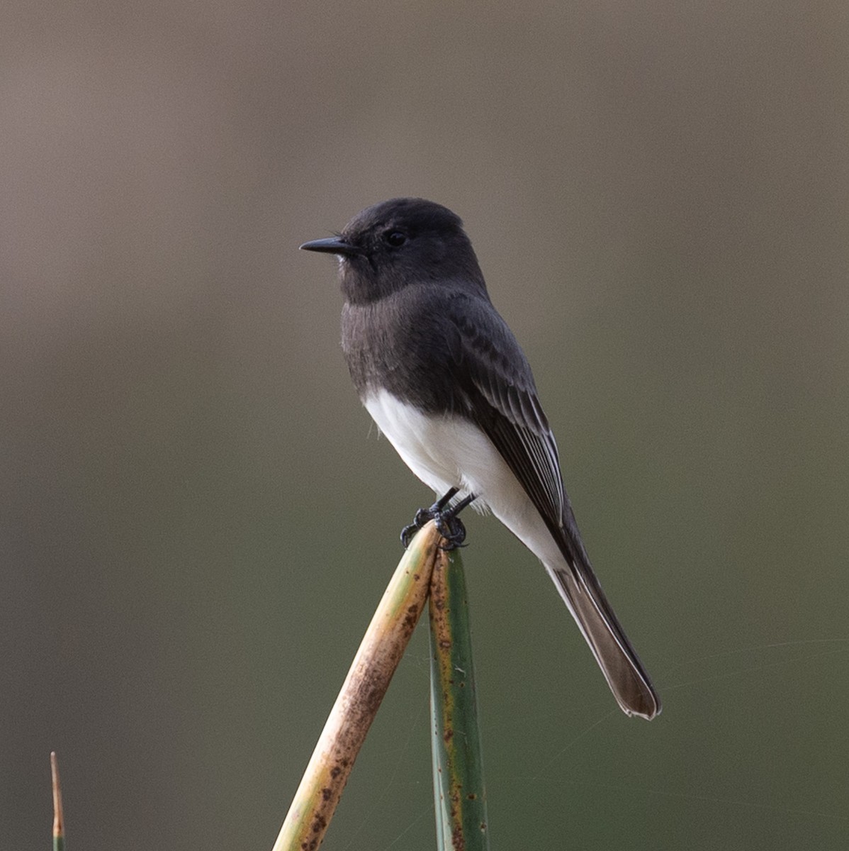 Black Phoebe - ML645083315