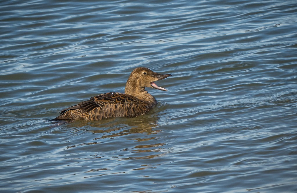 King Eider - ML645083329