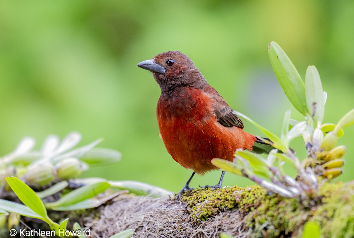 Crimson-backed Tanager - ML645083333