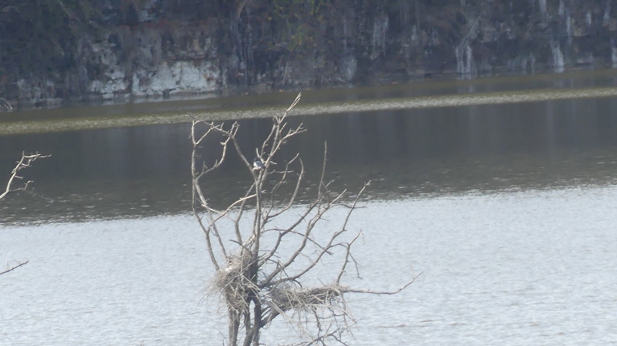 Опоясанный зимородок - ML645083353