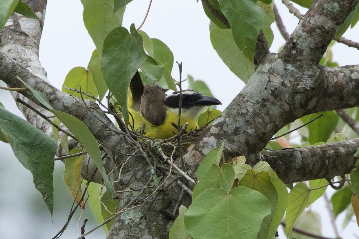 Boat-billed Flycatcher - ML645083376
