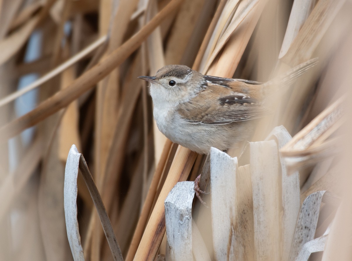 Marsh Wren - ML645083377