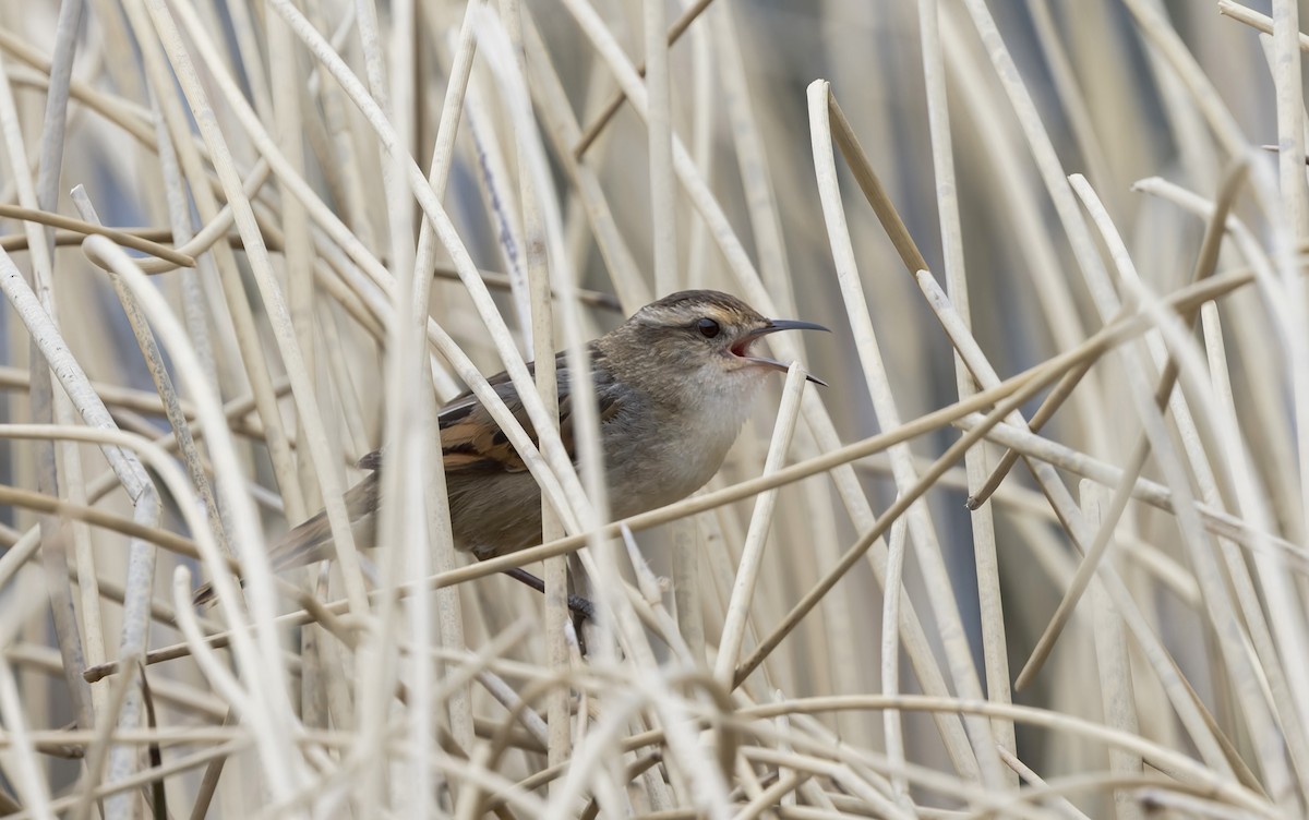 Wren-like Rushbird - ML645083379