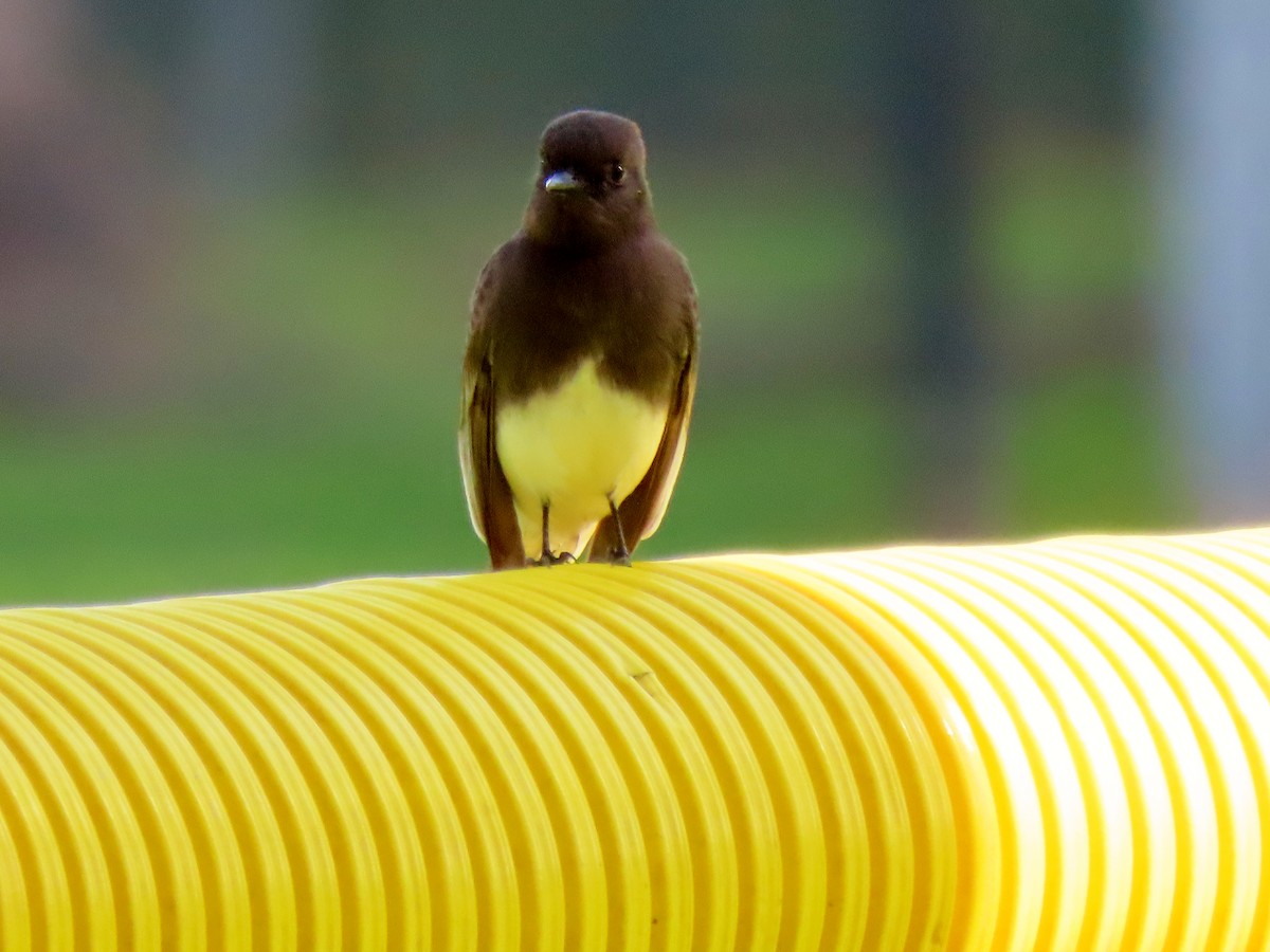 Black Phoebe - ML645083382