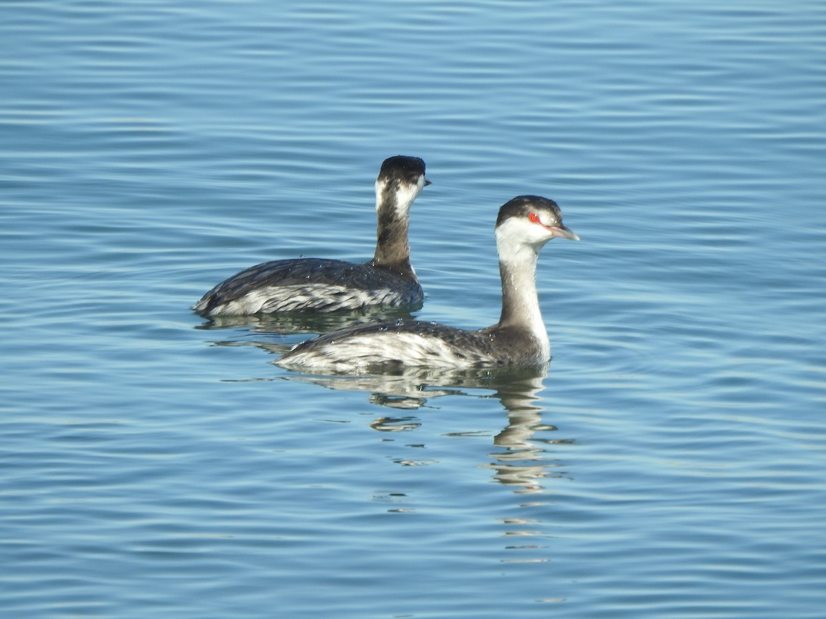 Horned Grebe - ML645083390