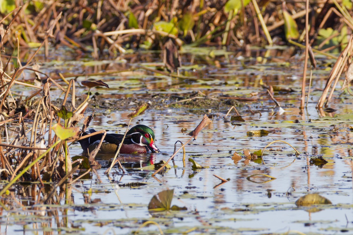 Wood Duck - ML645083391