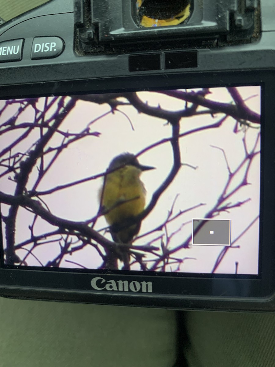 Tropical Kingbird - ML645083402