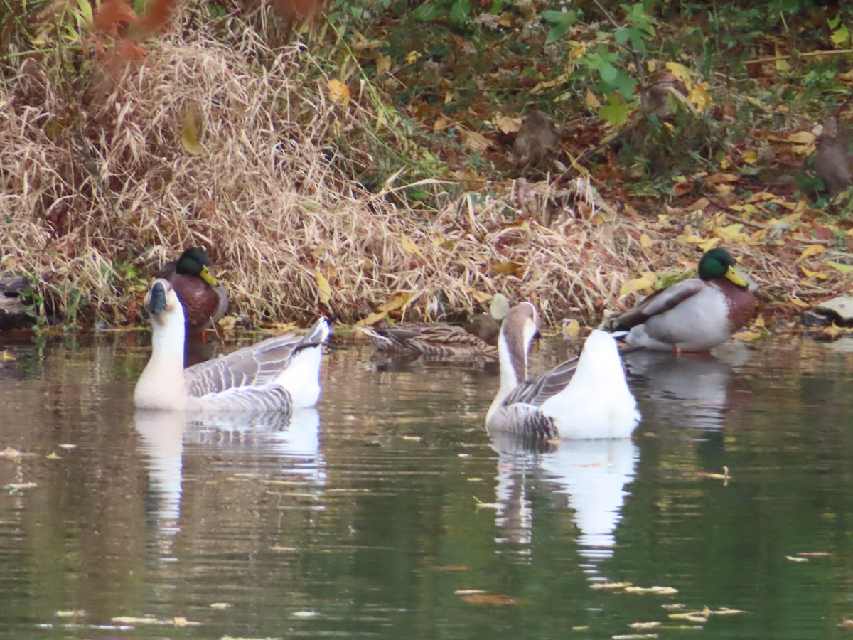 husa labutí (domestikovaná) - ML645083404