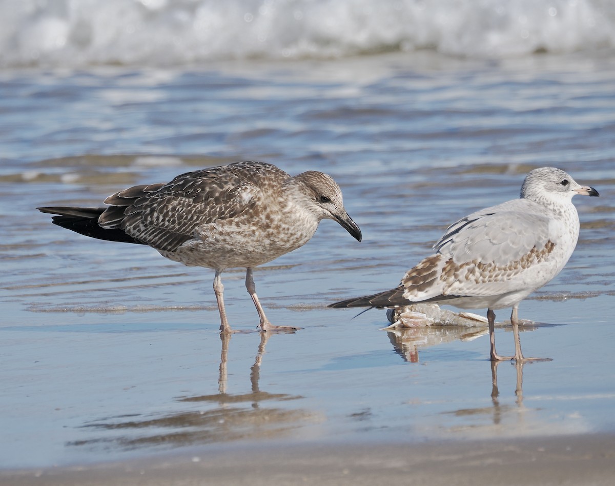 Gaviota Sombría - ML645083409